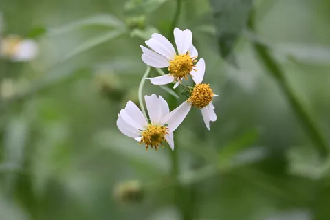 大花咸豐草花卉微距特寫 封面